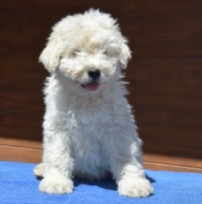 Puli puppy for sale